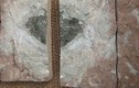 Xôn xao phát hiện hóa thạch tiểu thiên thạch cổ đại